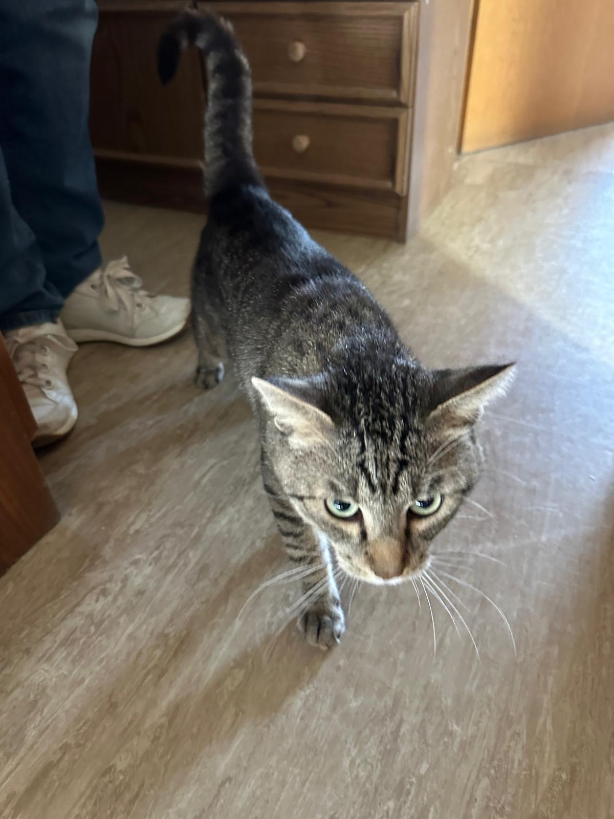 Kater Caruso 1.jpg